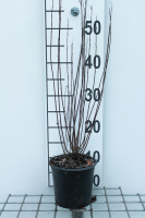Salix purpurea 'Nana'   pot   30 40 cm