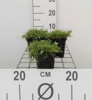Sagina subulata   pot 9x9 cm  