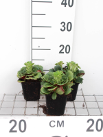 Saxifraga x urbium   pot 9x9 cm  