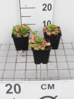 Saxifraga x urbium 'Variegata'   pot 9x9 cm  