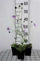 Scabiosa columbaria 'Butterfly Blue'   pot 9x9 cm  