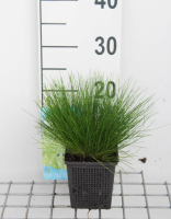 Isolepis cernua   pot 11x11 cm