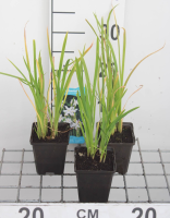 Schizostylis coccinea 'Alba'   pot 9x9 cm