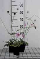 Scabiosa columbaria 'Pink Mist'   pot 9x9 cm  