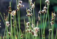 Schoenoplectus lacustris   biopot diameter 7 cm