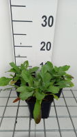 Scabiosa ochroleuca   pot 9x9 cm  