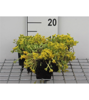 Sedum acre   pot 9x9 cm  