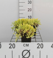 Sedum acre 'Elegans'   pot 9x9 cm  