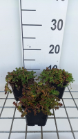 Sedum album 'Murale'   pot 9x9 cm  