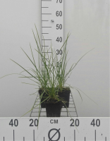 Sesleria autumnalis   pot 9x9 cm  