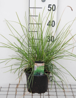 Sesleria autumnalis   pot 3L  