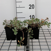 Sedum spurium 'Variegatum'   pot 9x9 cm  