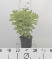 Sedum 'Herbstfreude'   pot 2L  