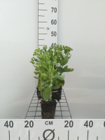 Sedum 'Herbstfreude'   pot 9x9 cm  