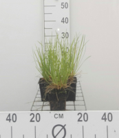 Sesleria heufleriana   pot 9x9 cm
