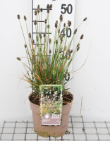 Sesleria heufleriana   pot 3L  