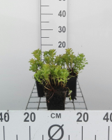 Sedum kamtschaticum   pot 9x9 cm