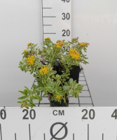 Sedum kamtschaticum 'Variegatum'   pot 9x9 cm  