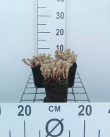 Sedum lydium   pot 9x9 cm  
