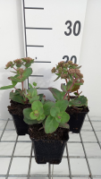 Sedum 'Matrona'   pot 9x9 cm  