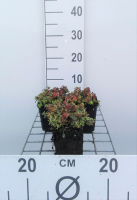 Sedum oreganum   pot 9x9 cm  