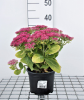 Sedum spectabile 'Brillant'   pot 2L  