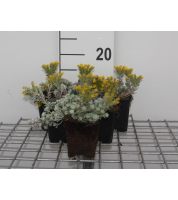 Sedum spathulifolium 'Cape Blanco'   pot 9x9 cm  