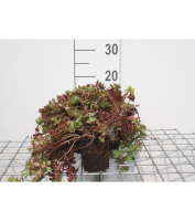 Sedum spurium 'Fuldaglut'   pot 9x9 cm  