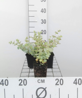 Sedum sieboldii   pot 9x9 cm