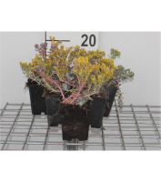 Sedum spathulifolium 'Purpureum'   pot 9x9 cm  