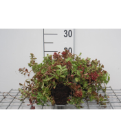 Sedum spurium 'Schorbuser Blut'   pot 9x9 cm  