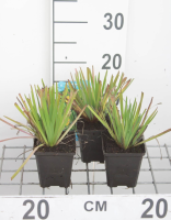 Sisyrinchium californicum   pot 9x9 cm