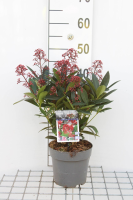 Skimmia japonica 'Rubella'   pot   25 30 cm  