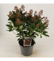 Skimmia japonica 'Rubella'   pot   30+ cm  