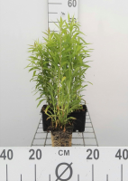 Solidago 'Golden Baby'   pot 9x9 cm  