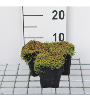 Soleirolia soleirolii   pot 9x9 cm