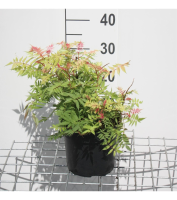 Sorbaria sorbifolia   pot   40 60 cm  