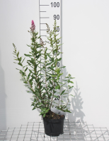 Spiraea x billardii   pot 3L   40 60 cm
