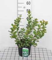 Spiraea betulifolia 'Tor'   pot   30 40 cm