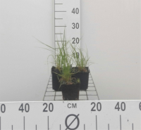 Sporobolus heterolepis   pot 9x9 cm