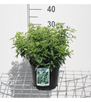 Spiraea japonica 'Albiflora'   pot 3L   25 30 cm