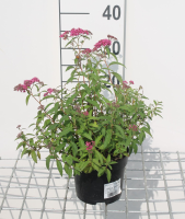 Spiraea japonica 'Anthony Waterer'   pot 1,3L   20 25 cm