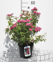 Spiraea japonica 'Crispa'   pot 3L   25 30 cm