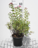 Spiraea japonica 'Genpei'   pot 3L   25 30 cm