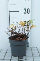 Spiraea japonica 'Genpei'   pot 1,3L   20 25 cm