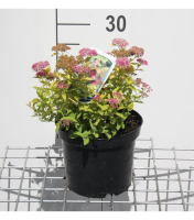 Spiraea japonica 'Goldmound'   pot 3L   25 30 cm