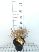 Spiraea japonica 'Golden Princess'   pot 3L   25 30 cm