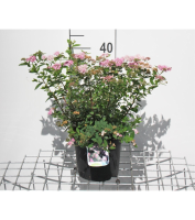 Spiraea japonica 'Little Princess'   pot 3L   25 30 cm