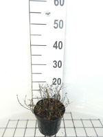 Spiraea japonica 'Little Princess'   pot 1,3L   20 25 cm