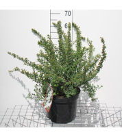 Spiraea nipponica 'Snowmound'   pot 3L   30 40 cm
